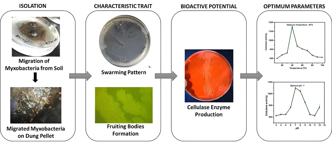 Isolation And Characterization Of Cellulase-Producing Myxobacterial ...